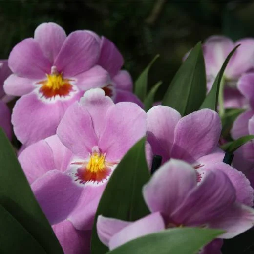Růžové orchideje v květu s žlutým středem