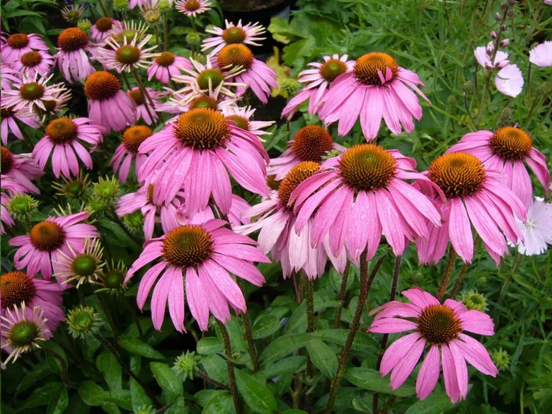 Rostlina echinacea v zahradě s růžovými květy.
