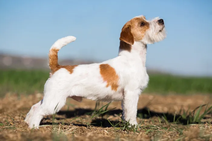 Jack Russell teriér stojí na trávě, pozoruje okolí