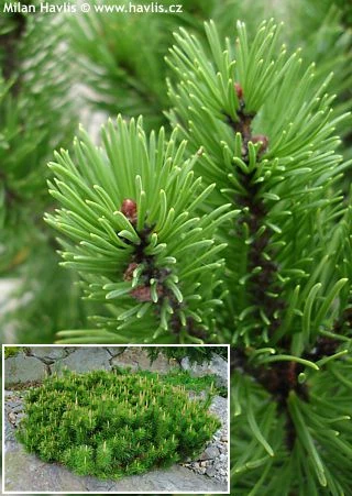 Pinus mugo – kompaktní borovice s jehličím v zahradě.