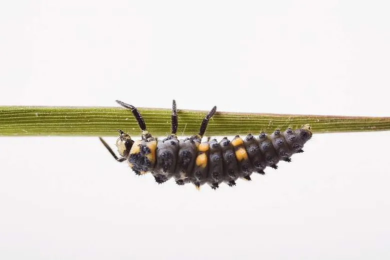 Larva berušky na trávě v zahradě