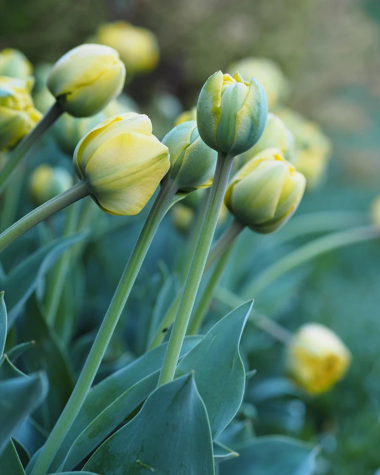 Žluté tulipány v zahradě – jarní cibuloviny