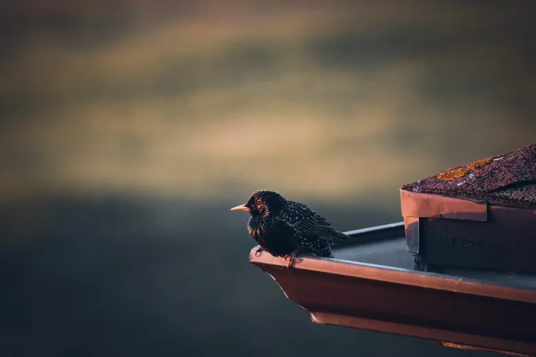 Černý pták sedící na okapě střechy.