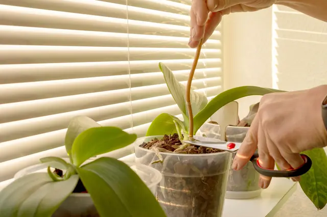 Ořezávání květenství u orchideje po odkvětu