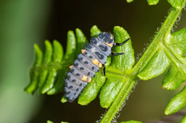 Larva berušky na listu rostliny