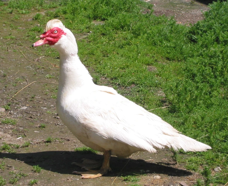 Bílá kachna pižmová stojí na zemi
