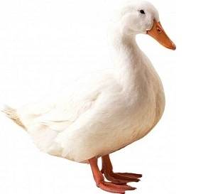 Bílá pekingská kachna stojící v profilu na bílém pozadí.