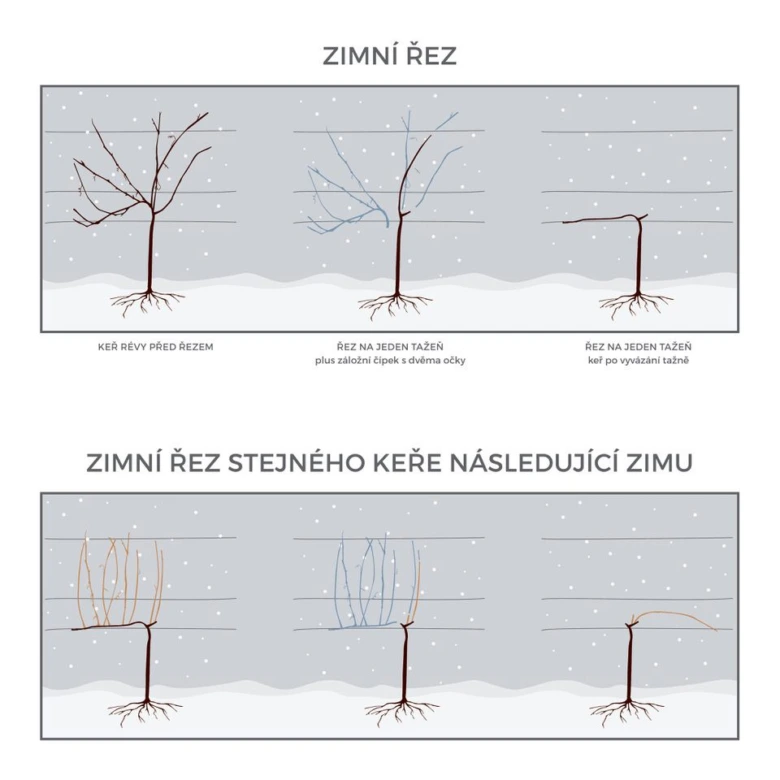 Zimní řez vinné révy – krok za krokem