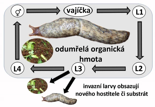 Cyklus vývoje hlístice od vajíček po dospělého jedince