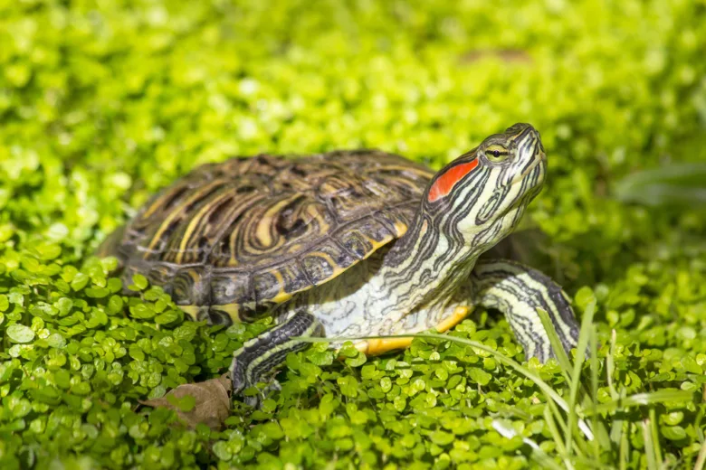 Vodní želva s červeným pruhem u ucha na zelené vodní rostlině