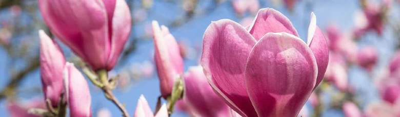 Růžové květy magnolie na větvích