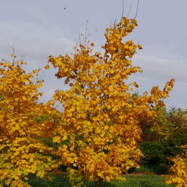Jarní listy Acer platanoides v parku s jasně žlutými barvami.