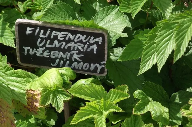 Tužebník jilmový s nápisem na štítku mezi zelenými listy