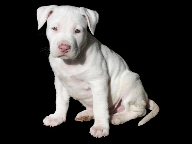 Bílý štěně amerického pitbulla sedící na černém pozadí.
