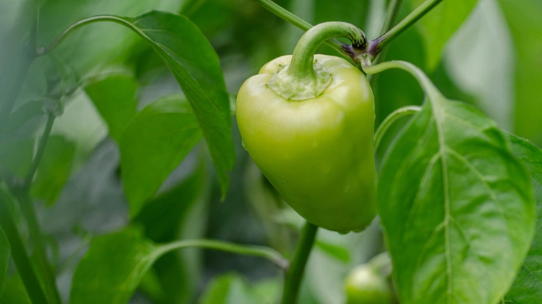 Zelená paprika na keři v zahradě