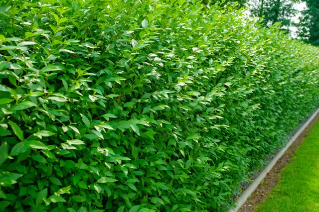 Zelený živý plot z rychlerostoucí stálezelené rostliny