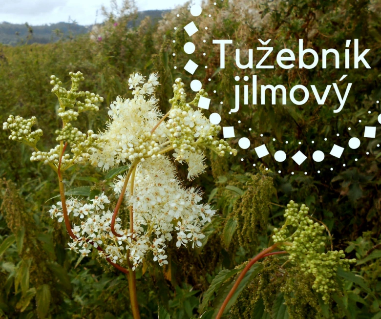 Květy tužebníku jilmového v přírodě