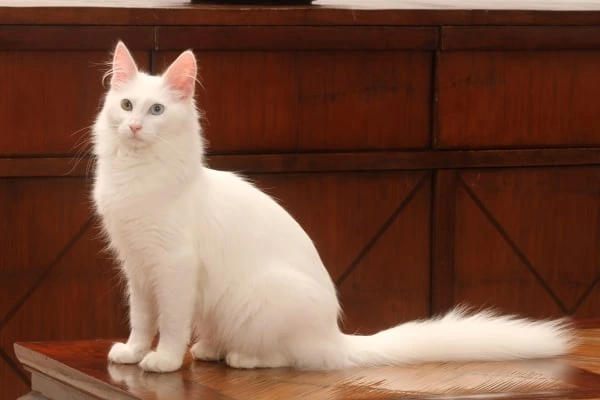 Bílý kočka turecká angora na dřevěném nábytku