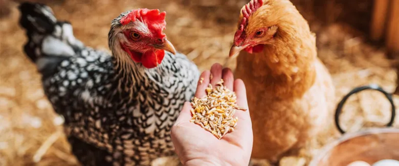 Slepice jedí krmivo z ruky na farmě