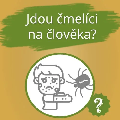 Člověk s čmelíkem na hlavě, znepokojený, otázka o chování čmelíka