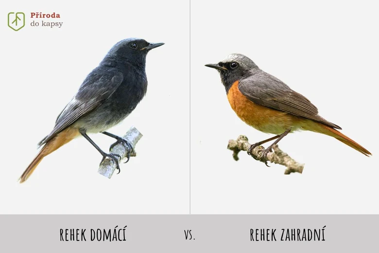 Porovnání dvou druhů ptáků – rehek domácí vs zahradní