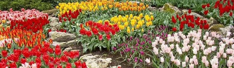Rozmanité jarní tulipány v zahradě s kameny a zeleninou.