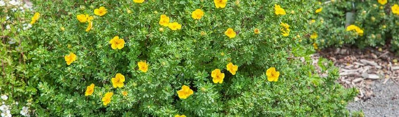Mochna potentilla s žlutými květy v zahradním prostředí.