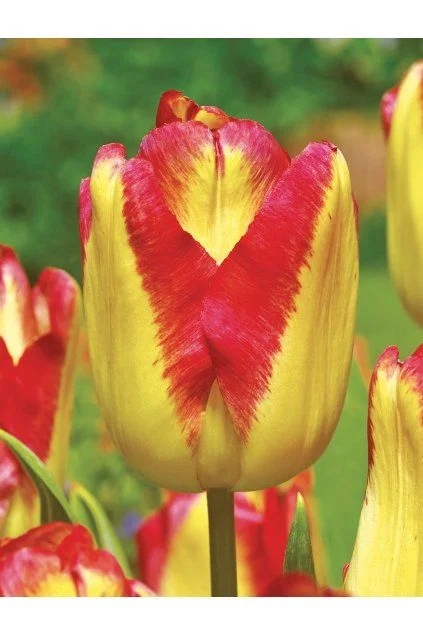 Jasné červeně-žlutý tulipán v zahradním květináči