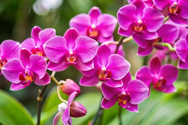 Růžové orchideje v plném květu na zeleném pozadí
