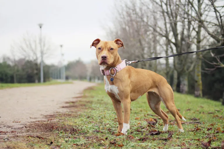 Americký pitbull stojí na trávníku s vodítkem.
