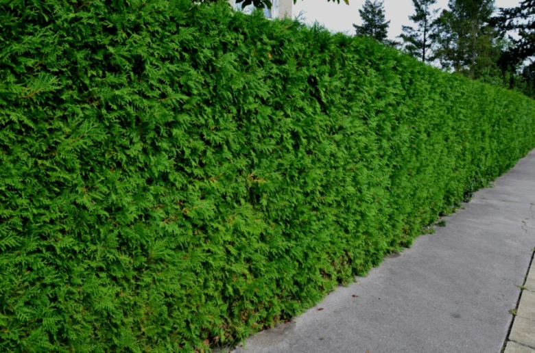Živý plot z neopadavých keřů, zelená zeď vedle chodníku