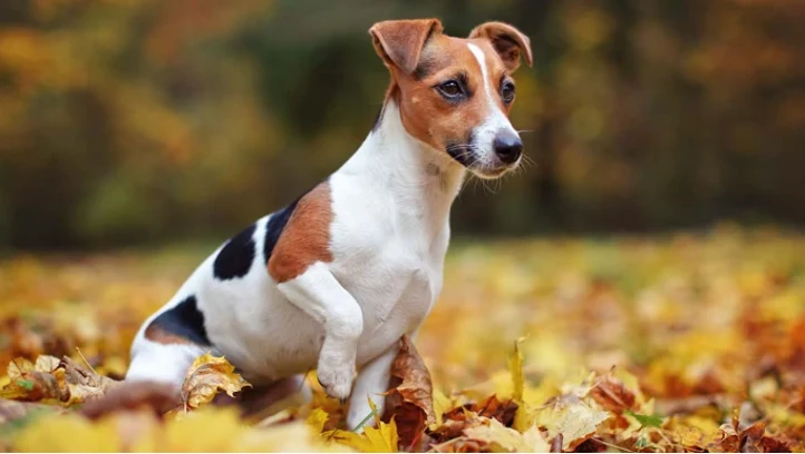 Jack Russell teriér sedící mezi podzimními listy