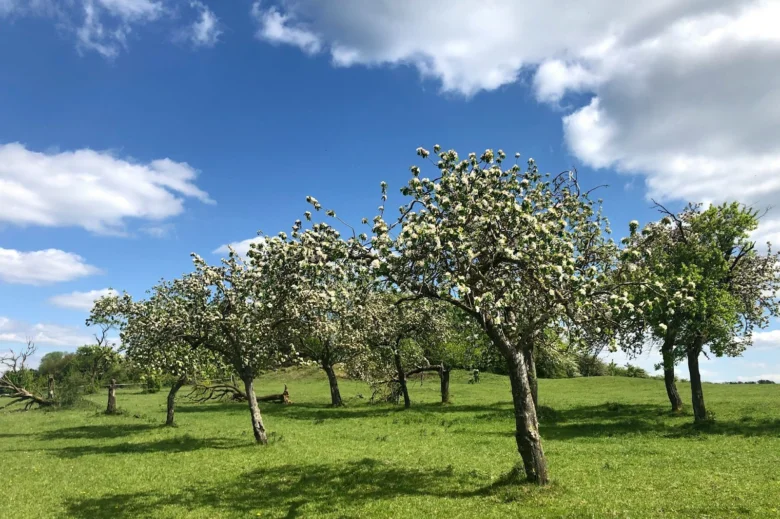 Květoucí ovocné stromy na louce pod modrou oblohou