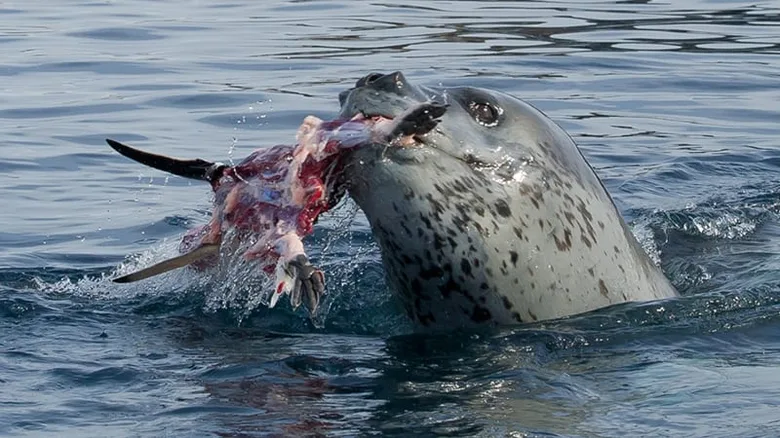 Tuleň leopardí sežírá rybu v moři