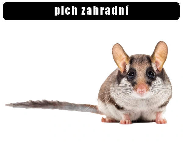 Plch zahradní - malý hlodavec s dlouhým ocasem.