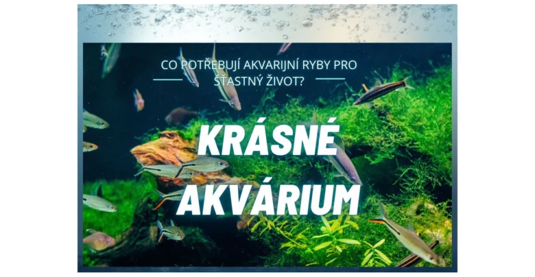 Krásné akvárium s rybami a rostlinami