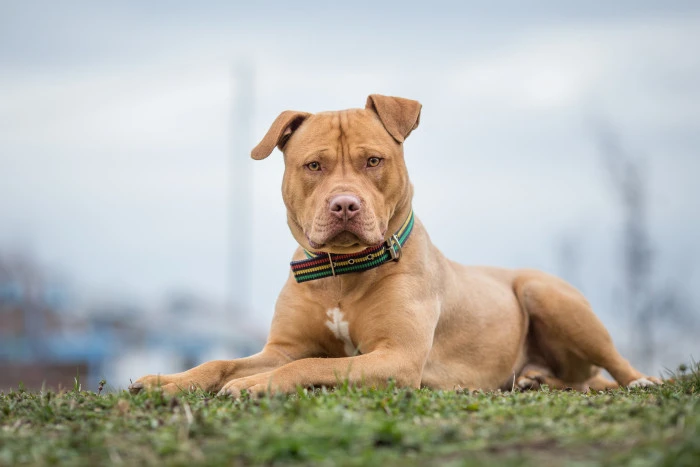 Americký pitbull leží na trávě s výrazným pohledem.