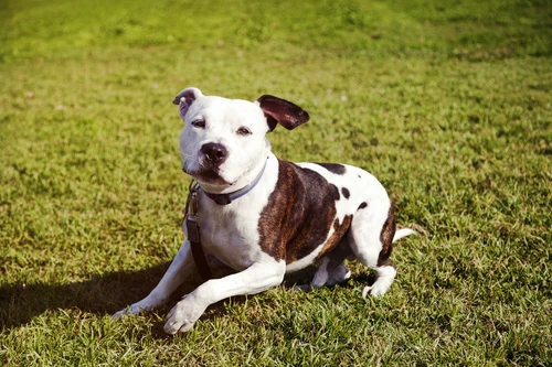 Americký pitbull leží na trávníku s nápadnou známkou.