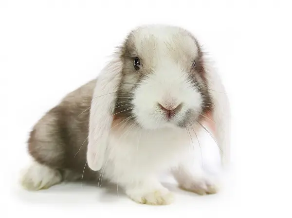Zakrslý králík s visacími ušima, bílo-šedé zbarvení