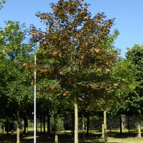 Rostliny Acer platanoides v parku pod modrou oblohou.