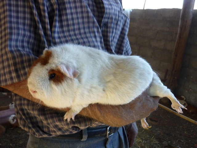 Člověk drží morče v náručí na farmě.