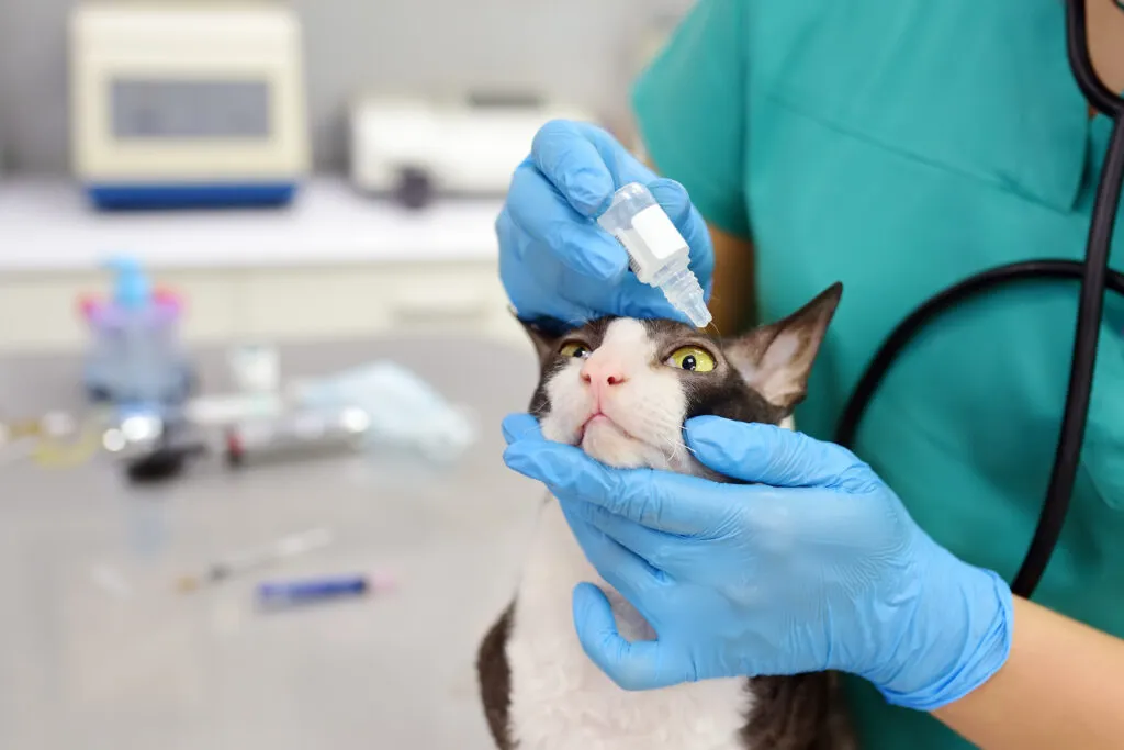 Veterinární lékař aplikuje kapky do oka kočky