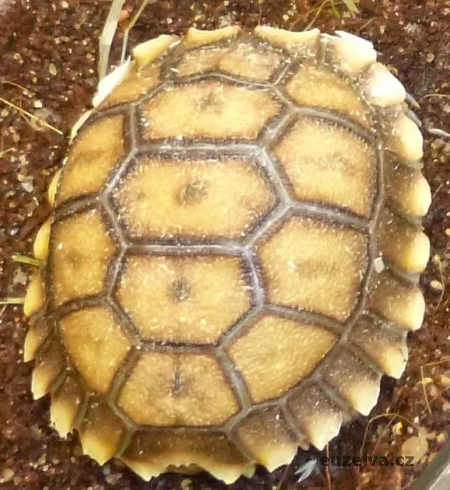 Želva ostruhatá - detailní pohled na plášť v chovu.