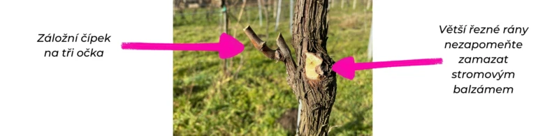 Obrázek ukazuje záložní čípek na tři očka a větší řezné rány na révě