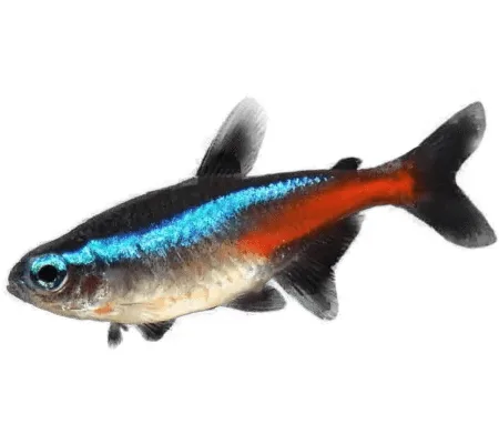 Neon tetra ryba pro chov a péči