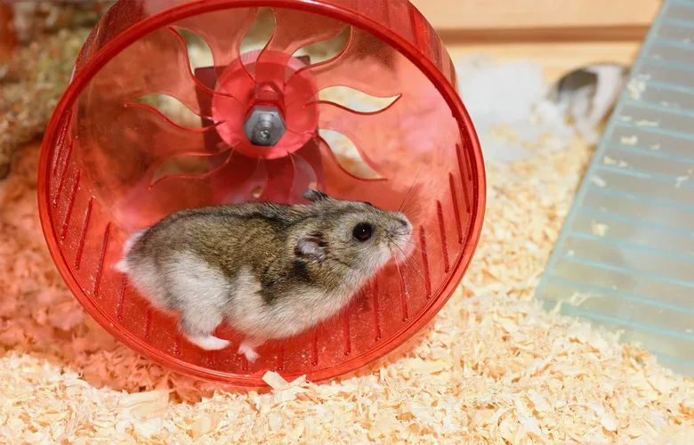 Křečík campbellův chov a péče: kompletní průvodce