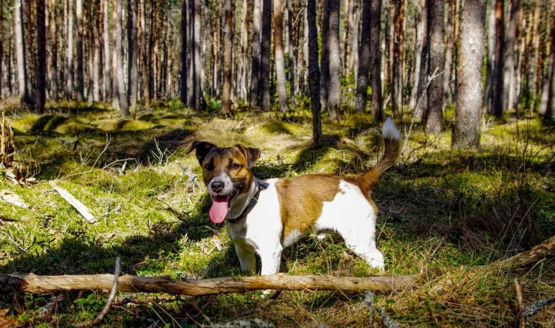 Jack Russell teriér v lese, štěně s jazykem ven