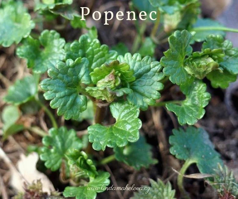 Zelené listy rostliny popeneck na zemi