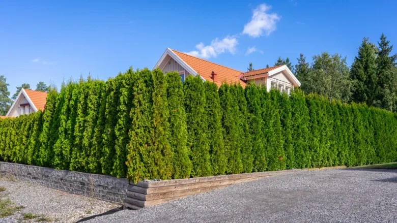 Zastřižená tujová živý plot před domem