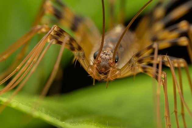 Makro záběr na strašníka dalmatského v přírodě